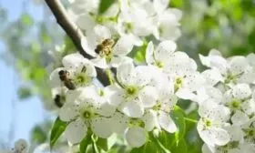 цветение груши Дюймовочка