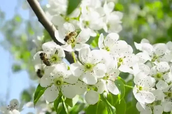 цветение груши Дюймовочка