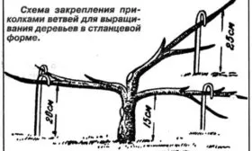 придание груше Дюймовочка стланцевой формы
