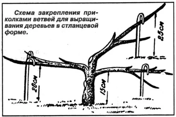 придание груше Дюймовочка стланцевой формы