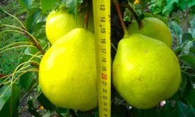 груши груша Санреми3