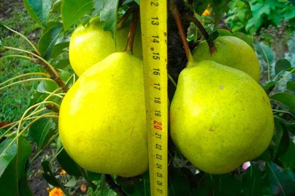 груши груша Санреми3