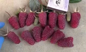 характеристика малины Малиновая гряда17