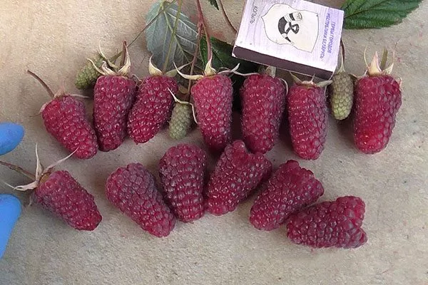 характеристика малины Малиновая гряда17