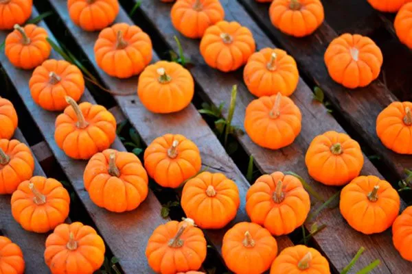 хранение тыквы Мандаринка11