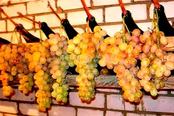 хранение винограда Мальвазия24