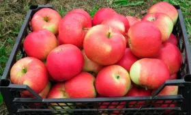 хранение яблок Веньяминовское10