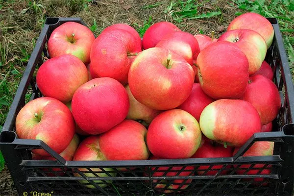 хранение яблок Веньяминовское10