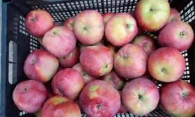 хранение яблони Антей8