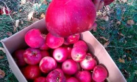 хранение яблони Апорт23