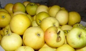 хранение яблони Славянка13