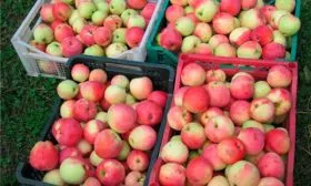 хранение яблони Строевское17