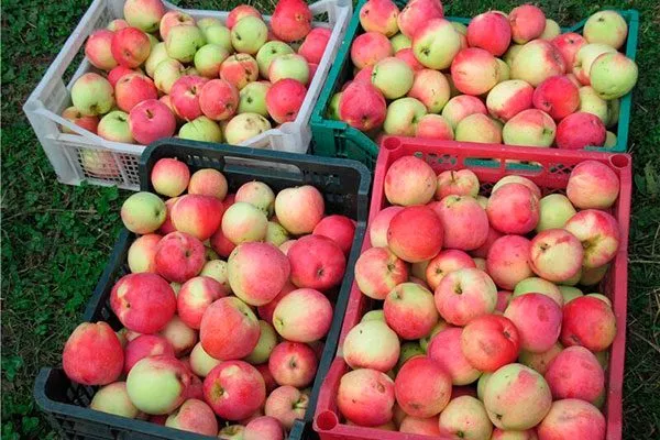 хранение яблони Строевское17