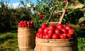 хранение яблони Вишнёвое19