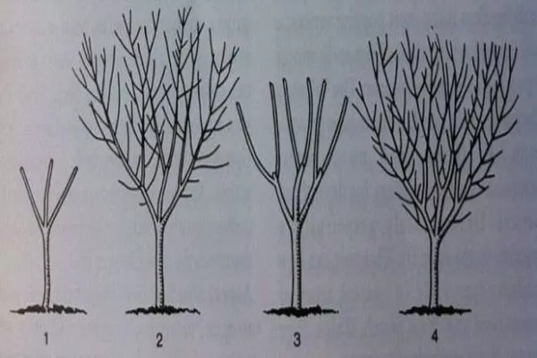 формирование кроны хурмы Тамопан большой
