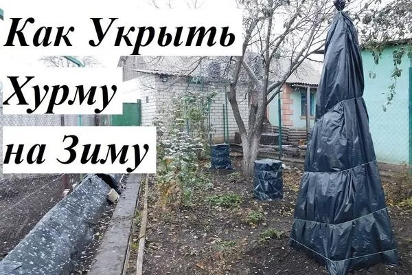 укрытие хурмы Тамопан на зиму