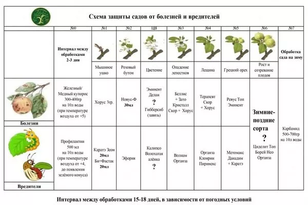 схема обработки плодовых деревьев от болезней и вредителей для хурмы Тамопан