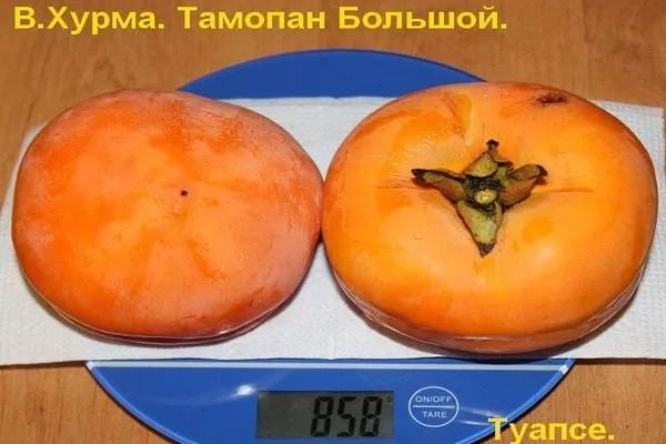 плоды Тамопана большого