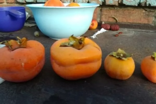 Тамопан большой