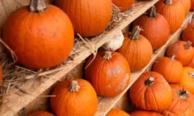 i тыквы Большой Макс1