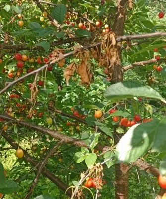 Заболевания вишни