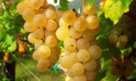 Istrian-Malvasia винограда Мальвазия4