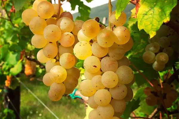 Istrian-Malvasia винограда Мальвазия4