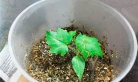 из семян винограда Августин4