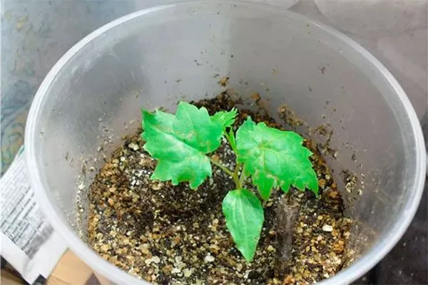 из семян винограда Августин4