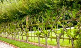 изгороди яблони Китайка Керр6