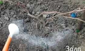 Как подкармливать виноград Августин винограда Августин5