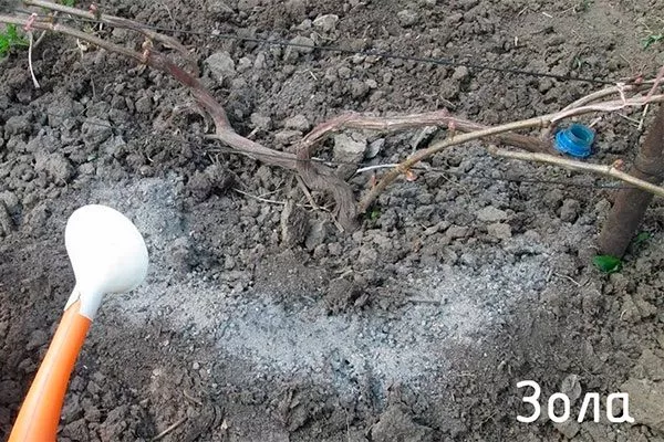 Как подкармливать виноград Августин винограда Августин5