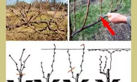 Как правильно обрезать винограда Августин6