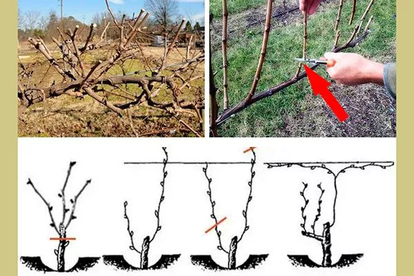 Как правильно обрезать винограда Августин6