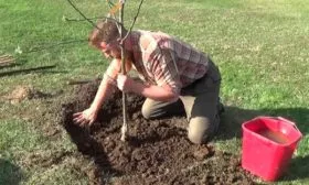 Как правильно посадить яблони Эра6