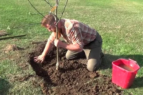 Как правильно посадить яблони Эра6