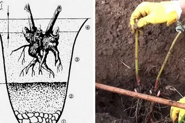 как сажать пионов Макинак гранд4