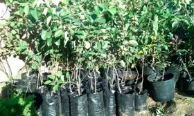 Как выбрать саженец