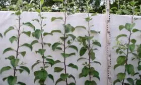 Как выбрать здоровые саженцы яблони яблони Марат Бусурин6