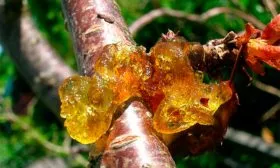 Камедетечение (гоммоз) Слива Персиковая Мичурина5