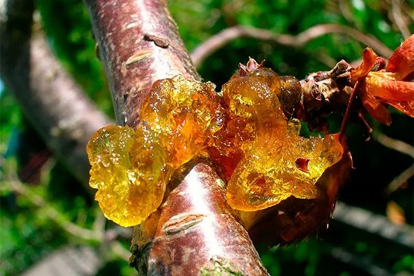 Камедетечение (гоммоз) Слива Персиковая Мичурина5