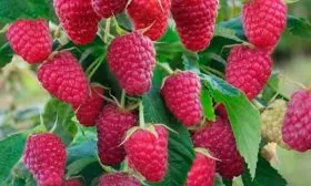 Карамелькой малины Малиновая гряда5