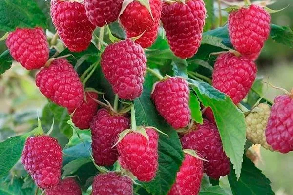 Карамелькой малины Малиновая гряда5