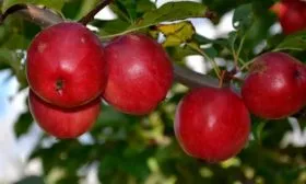 Керр яблони Райская7