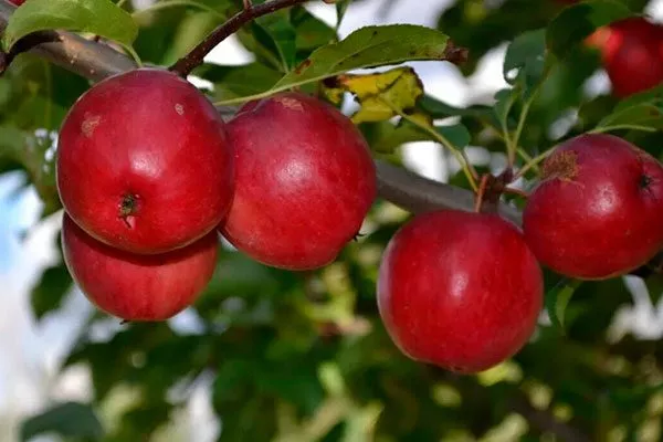 Керр яблони Райская7