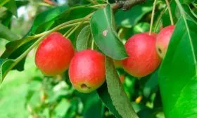 Китайка (сливолистная яблоня) яблони Райская8