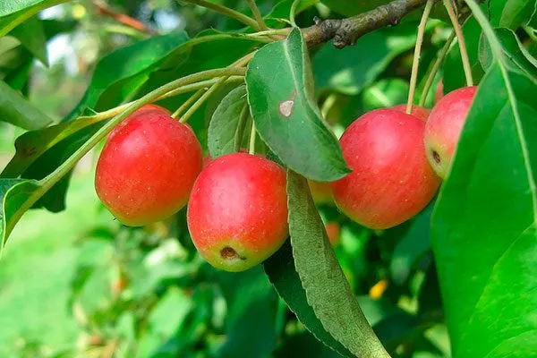 Китайка (сливолистная яблоня) яблони Райская8