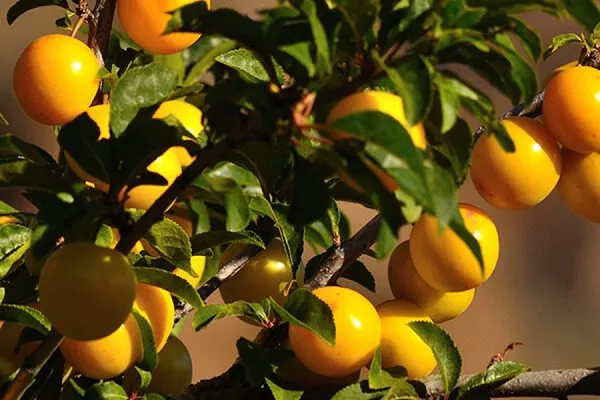 ветка Белоснежки, листья, побеги, плоды