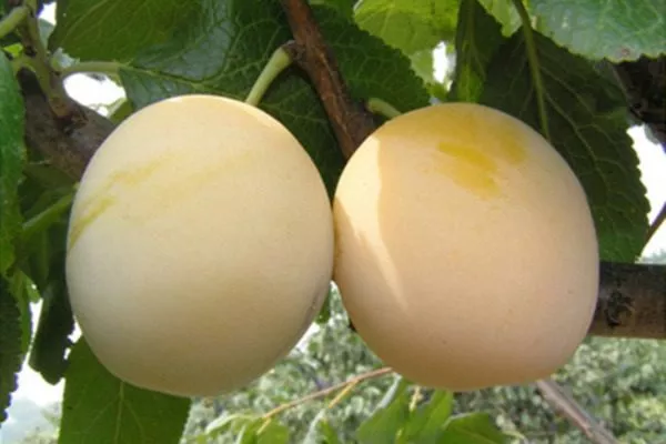 плоды Белоснежки