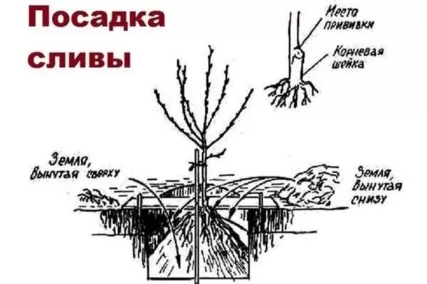 посадка китайской сливы Белоснежка